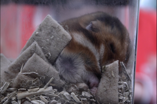 Dit zijn foto's gemaakt op de N.M.C. Clubdag gehouden op 11 juni 2011. Eerst heeft Rolf een toedracht gehouden over de chinchilla, daarna Alice over gerbils. Daarna is er een kleine leukenkeuring geweest die erg leerzaam was. Er waren Rusjes waarvan de oogspieren zichtbaar waren, waarschijnlijk erger dan anders omdat er heel veel licht was. Ook was een Syrische hamster met een te lage oorstand.