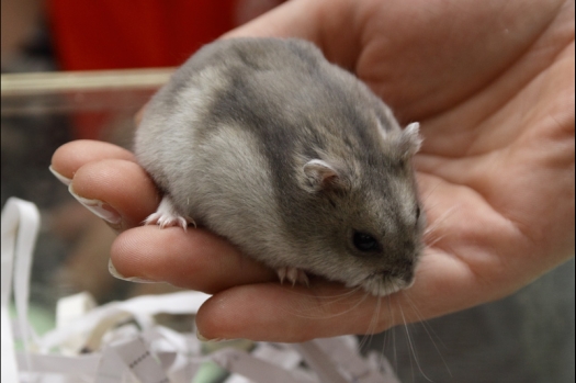 Dit zijn foto's gemaakt op de N.M.C. Clubdag gehouden op 11 juni 2011. Eerst heeft Rolf een toedracht gehouden over de chinchilla, daarna Alice over gerbils. Daarna is er een kleine leukenkeuring geweest die erg leerzaam was. Er waren Rusjes waarvan de oogspieren zichtbaar waren, waarschijnlijk erger dan anders omdat er heel veel licht was. Ook was een Syrische hamster met een te lage oorstand.