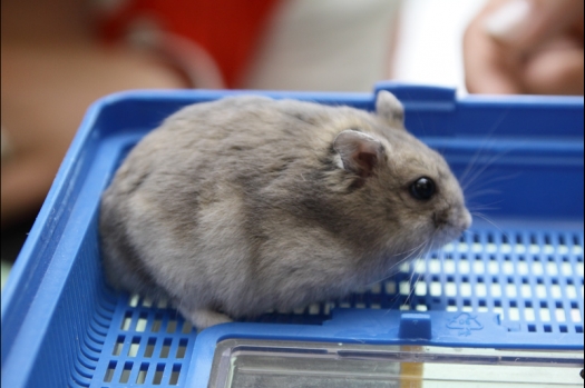 Dit zijn foto's gemaakt op de N.M.C. Clubdag gehouden op 11 juni 2011. Eerst heeft Rolf een toedracht gehouden over de chinchilla, daarna Alice over gerbils. Daarna is er een kleine leukenkeuring geweest die erg leerzaam was. Er waren Rusjes waarvan de oogspieren zichtbaar waren, waarschijnlijk erger dan anders omdat er heel veel licht was. Ook was een Syrische hamster met een te lage oorstand.