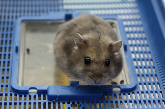 Dit zijn foto's gemaakt op de N.M.C. Clubdag gehouden op 11 juni 2011. Eerst heeft Rolf een toedracht gehouden over de chinchilla, daarna Alice over gerbils. Daarna is er een kleine leukenkeuring geweest die erg leerzaam was. Er waren Rusjes waarvan de oogspieren zichtbaar waren, waarschijnlijk erger dan anders omdat er heel veel licht was. Ook was een Syrische hamster met een te lage oorstand.