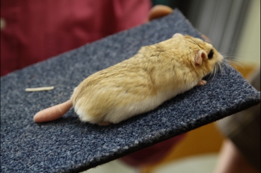 Dit zijn foto's gemaakt op de N.M.C. Clubdag gehouden op 11 juni 2011. Eerst heeft Rolf een toedracht gehouden over de chinchilla, daarna Alice over gerbils. Daarna is er een kleine leukenkeuring geweest die erg leerzaam was. Er waren Rusjes waarvan de oogspieren zichtbaar waren, waarschijnlijk erger dan anders omdat er heel veel licht was. Ook was een Syrische hamster met een te lage oorstand.