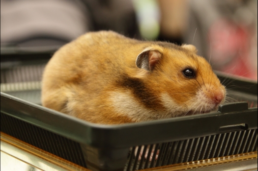 Dit zijn foto's gemaakt op de N.M.C. Clubdag gehouden op 11 juni 2011. Eerst heeft Rolf een toedracht gehouden over de chinchilla, daarna Alice over gerbils. Daarna is er een kleine leukenkeuring geweest die erg leerzaam was. Er waren Rusjes waarvan de oogspieren zichtbaar waren, waarschijnlijk erger dan anders omdat er heel veel licht was. Ook was een Syrische hamster met een te lage oorstand.