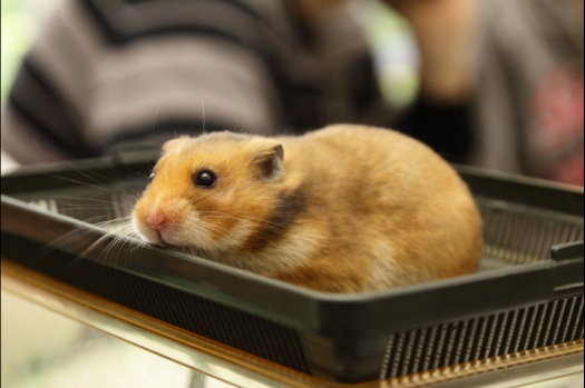 Dit zijn foto's gemaakt op de N.M.C. Clubdag gehouden op 11 juni 2011. Eerst heeft Rolf een toedracht gehouden over de chinchilla, daarna Alice over gerbils. Daarna is er een kleine leukenkeuring geweest die erg leerzaam was. Er waren Rusjes waarvan de oogspieren zichtbaar waren, waarschijnlijk erger dan anders omdat er heel veel licht was. Ook was een Syrische hamster met een te lage oorstand.