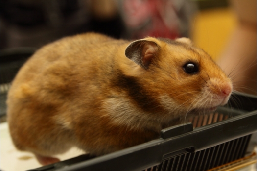 Dit zijn foto's gemaakt op de N.M.C. Clubdag gehouden op 11 juni 2011. Eerst heeft Rolf een toedracht gehouden over de chinchilla, daarna Alice over gerbils. Daarna is er een kleine leukenkeuring geweest die erg leerzaam was. Er waren Rusjes waarvan de oogspieren zichtbaar waren, waarschijnlijk erger dan anders omdat er heel veel licht was. Ook was een Syrische hamster met een te lage oorstand.