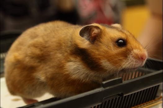 Dit zijn foto's gemaakt op de N.M.C. Clubdag gehouden op 11 juni 2011. Eerst heeft Rolf een toedracht gehouden over de chinchilla, daarna Alice over gerbils. Daarna is er een kleine leukenkeuring geweest die erg leerzaam was. Er waren Rusjes waarvan de oogspieren zichtbaar waren, waarschijnlijk erger dan anders omdat er heel veel licht was. Ook was een Syrische hamster met een te lage oorstand.