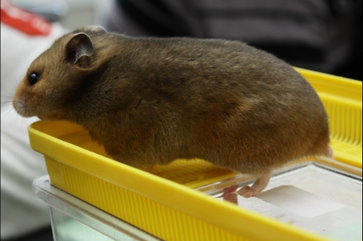 Dit zijn foto's gemaakt op de N.M.C. Clubdag gehouden op 11 juni 2011. Eerst heeft Rolf een toedracht gehouden over de chinchilla, daarna Alice over gerbils. Daarna is er een kleine leukenkeuring geweest die erg leerzaam was. Er waren Rusjes waarvan de oogspieren zichtbaar waren, waarschijnlijk erger dan anders omdat er heel veel licht was. Ook was een Syrische hamster met een te lage oorstand.