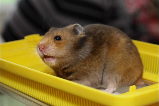 Dit zijn foto's gemaakt op de N.M.C. Clubdag gehouden op 11 juni 2011. Eerst heeft Rolf een toedracht gehouden over de chinchilla, daarna Alice over gerbils. Daarna is er een kleine leukenkeuring geweest die erg leerzaam was. Er waren Rusjes waarvan de oogspieren zichtbaar waren, waarschijnlijk erger dan anders omdat er heel veel licht was. Ook was een Syrische hamster met een te lage oorstand.