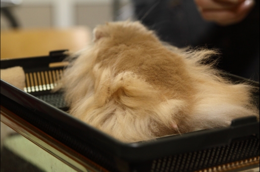 Dit zijn foto's gemaakt op de N.M.C. Clubdag gehouden op 11 juni 2011. Eerst heeft Rolf een toedracht gehouden over de chinchilla, daarna Alice over gerbils. Daarna is er een kleine leukenkeuring geweest die erg leerzaam was. Er waren Rusjes waarvan de oogspieren zichtbaar waren, waarschijnlijk erger dan anders omdat er heel veel licht was. Ook was een Syrische hamster met een te lage oorstand.