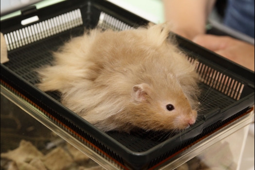 Dit zijn foto's gemaakt op de N.M.C. Clubdag gehouden op 11 juni 2011. Eerst heeft Rolf een toedracht gehouden over de chinchilla, daarna Alice over gerbils. Daarna is er een kleine leukenkeuring geweest die erg leerzaam was. Er waren Rusjes waarvan de oogspieren zichtbaar waren, waarschijnlijk erger dan anders omdat er heel veel licht was. Ook was een Syrische hamster met een te lage oorstand.