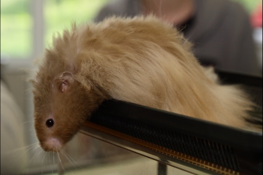 Dit zijn foto's gemaakt op de N.M.C. Clubdag gehouden op 11 juni 2011. Eerst heeft Rolf een toedracht gehouden over de chinchilla, daarna Alice over gerbils. Daarna is er een kleine leukenkeuring geweest die erg leerzaam was. Er waren Rusjes waarvan de oogspieren zichtbaar waren, waarschijnlijk erger dan anders omdat er heel veel licht was. Ook was een Syrische hamster met een te lage oorstand.