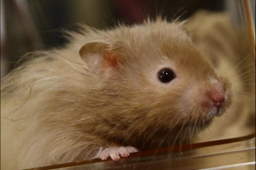 Dit zijn foto's gemaakt op de N.M.C. Clubdag gehouden op 11 juni 2011. Eerst heeft Rolf een toedracht gehouden over de chinchilla, daarna Alice over gerbils. Daarna is er een kleine leukenkeuring geweest die erg leerzaam was. Er waren Rusjes waarvan de oogspieren zichtbaar waren, waarschijnlijk erger dan anders omdat er heel veel licht was. Ook was een Syrische hamster met een te lage oorstand.