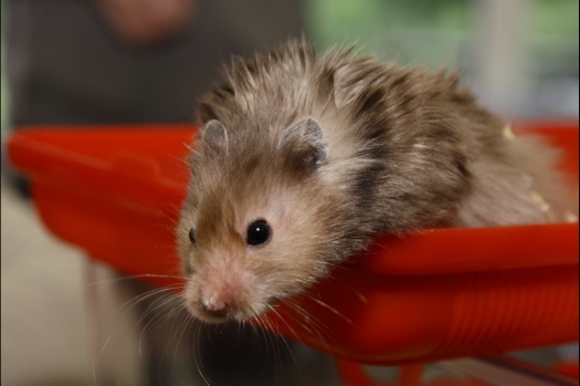 Dit zijn foto's gemaakt op de N.M.C. Clubdag gehouden op 11 juni 2011. Eerst heeft Rolf een toedracht gehouden over de chinchilla, daarna Alice over gerbils. Daarna is er een kleine leukenkeuring geweest die erg leerzaam was. Er waren Rusjes waarvan de oogspieren zichtbaar waren, waarschijnlijk erger dan anders omdat er heel veel licht was. Ook was een Syrische hamster met een te lage oorstand.