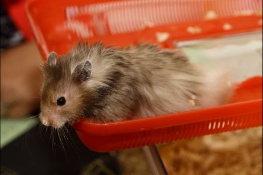 Dit zijn foto's gemaakt op de N.M.C. Clubdag gehouden op 11 juni 2011. Eerst heeft Rolf een toedracht gehouden over de chinchilla, daarna Alice over gerbils. Daarna is er een kleine leukenkeuring geweest die erg leerzaam was. Er waren Rusjes waarvan de oogspieren zichtbaar waren, waarschijnlijk erger dan anders omdat er heel veel licht was. Ook was een Syrische hamster met een te lage oorstand.