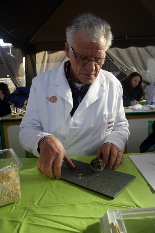 Dit zijn foto's gemaakt op Gallinova gehouden op 9 november 2013. Dit jaar slecht belichting en deels onder een tent  waardoor maken van dierenfoto's niet echt mogelijk was. Daarom veel foto's van de keuring en NKV leden gemaakt.