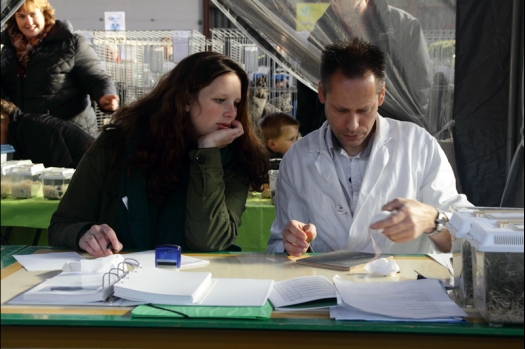 Dit zijn foto's gemaakt op Gallinova gehouden op 9 november 2013. Dit jaar slecht belichting en deels onder een tent  waardoor maken van dierenfoto's niet echt mogelijk was. Daarom veel foto's van de keuring en NKV leden gemaakt.