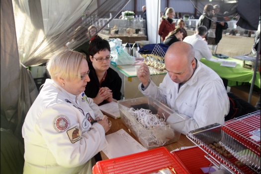 Dit zijn foto's gemaakt op Gallinova gehouden op 9 november 2013. Dit jaar slecht belichting en deels onder een tent  waardoor maken van dierenfoto's niet echt mogelijk was. Daarom veel foto's van de keuring en NKV leden gemaakt.