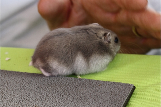 Dit zijn foto's gemaakt op Gallinova gehouden op 9 november 2013. Dit jaar slecht belichting en deels onder een tent  waardoor maken van dierenfoto's niet echt mogelijk was. Daarom veel foto's van de keuring en NKV leden gemaakt.