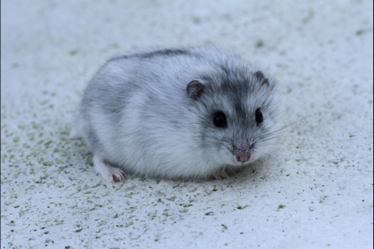 Dit zijn foto's gemaakt op Gallinova gehouden op 9 november 2013. Dit jaar slecht belichting en deels onder een tent  waardoor maken van dierenfoto's niet echt mogelijk was. Daarom veel foto's van de keuring en NKV leden gemaakt.