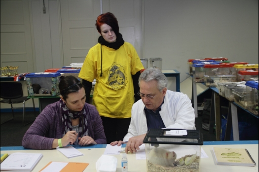 Dit zijn foto's gemaakt op de tweede N.K.V. Bokaal, gehouden op 1 december 2013. Er waren meer dan 250 knaagdieren ingeschreven. Bijzondere variaties zoals gerbil rex, gerbil schimmel, Syrische hamster wit met vleeskleurige oren en Degoes in de kleur Sandy.
