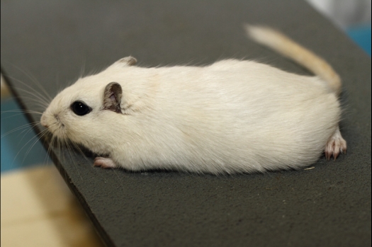 Dit zijn foto's gemaakt op de tweede N.K.V. Bokaal, gehouden op 1 december 2013. Er waren meer dan 250 knaagdieren ingeschreven. Bijzondere variaties zoals gerbil rex, gerbil schimmel, Syrische hamster wit met vleeskleurige oren en Degoes in de kleur Sandy.
