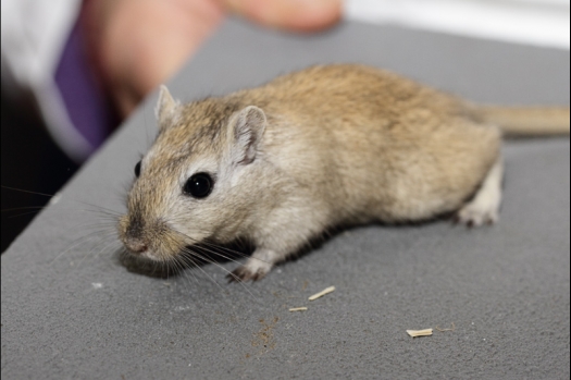 Dit zijn foto's gemaakt op de tweede N.K.V. Bokaal, gehouden op 1 december 2013. Er waren meer dan 250 knaagdieren ingeschreven. Bijzondere variaties zoals gerbil rex, gerbil schimmel, Syrische hamster wit met vleeskleurige oren en Degoes in de kleur Sandy.
