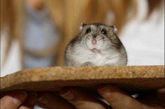 Dit zijn foto's gemaakt op de tweede N.K.V. Bokaal, gehouden op 1 december 2013. Er waren meer dan 250 knaagdieren ingeschreven. Bijzondere variaties zoals gerbil rex, gerbil schimmel, Syrische hamster wit met vleeskleurige oren en Degoes in de kleur Sandy.
