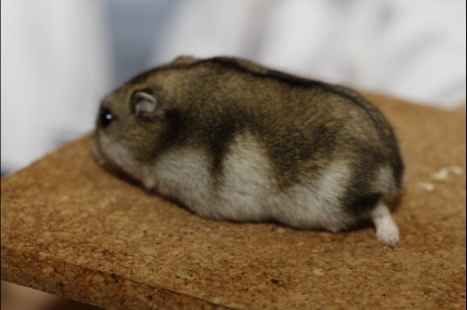 Dit zijn foto's gemaakt op de tweede N.K.V. Bokaal, gehouden op 1 december 2013. Er waren meer dan 250 knaagdieren ingeschreven. Bijzondere variaties zoals gerbil rex, gerbil schimmel, Syrische hamster wit met vleeskleurige oren en Degoes in de kleur Sandy.
