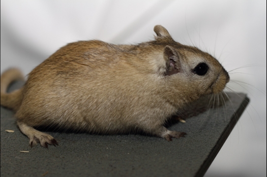 Dit zijn foto's gemaakt op de tweede N.K.V. Bokaal, gehouden op 1 december 2013. Er waren meer dan 250 knaagdieren ingeschreven. Bijzondere variaties zoals gerbil rex, gerbil schimmel, Syrische hamster wit met vleeskleurige oren en Degoes in de kleur Sandy.
