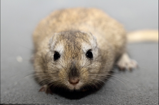 Dit zijn foto's gemaakt op de tweede N.K.V. Bokaal, gehouden op 1 december 2013. Er waren meer dan 250 knaagdieren ingeschreven. Bijzondere variaties zoals gerbil rex, gerbil schimmel, Syrische hamster wit met vleeskleurige oren en Degoes in de kleur Sandy.
