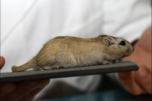 Dit zijn foto's gemaakt op de tweede N.K.V. Bokaal, gehouden op 1 december 2013. Er waren meer dan 250 knaagdieren ingeschreven. Bijzondere variaties zoals gerbil rex, gerbil schimmel, Syrische hamster wit met vleeskleurige oren en Degoes in de kleur Sandy.
