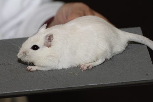 Dit zijn foto's gemaakt op de tweede N.K.V. Bokaal, gehouden op 1 december 2013. Er waren meer dan 250 knaagdieren ingeschreven. Bijzondere variaties zoals gerbil rex, gerbil schimmel, Syrische hamster wit met vleeskleurige oren en Degoes in de kleur Sandy.
