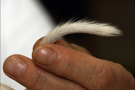 Dit zijn foto's gemaakt op de tweede N.K.V. Bokaal, gehouden op 1 december 2013. Er waren meer dan 250 knaagdieren ingeschreven. Bijzondere variaties zoals gerbil rex, gerbil schimmel, Syrische hamster wit met vleeskleurige oren en Degoes in de kleur Sandy.
