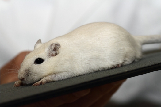 Dit zijn foto's gemaakt op de tweede N.K.V. Bokaal, gehouden op 1 december 2013. Er waren meer dan 250 knaagdieren ingeschreven. Bijzondere variaties zoals gerbil rex, gerbil schimmel, Syrische hamster wit met vleeskleurige oren en Degoes in de kleur Sandy.
