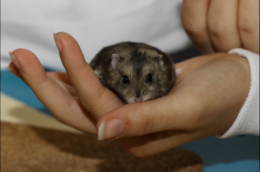 Dit zijn foto's gemaakt op de tweede N.K.V. Bokaal, gehouden op 1 december 2013. Er waren meer dan 250 knaagdieren ingeschreven. Bijzondere variaties zoals gerbil rex, gerbil schimmel, Syrische hamster wit met vleeskleurige oren en Degoes in de kleur Sandy.
