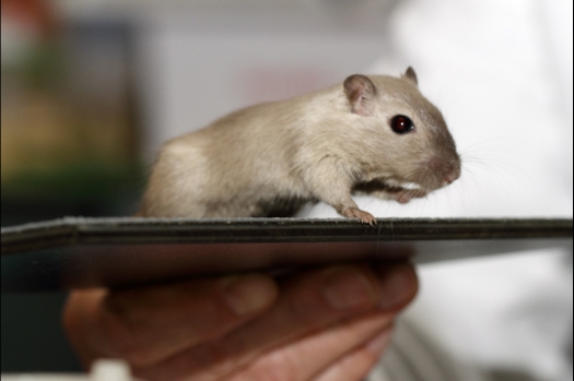 Dit zijn foto's gemaakt op de tweede N.K.V. Bokaal, gehouden op 1 december 2013. Er waren meer dan 250 knaagdieren ingeschreven. Bijzondere variaties zoals gerbil rex, gerbil schimmel, Syrische hamster wit met vleeskleurige oren en Degoes in de kleur Sandy.
