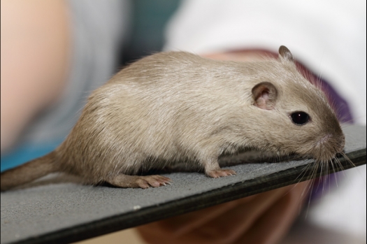 Dit zijn foto's gemaakt op de tweede N.K.V. Bokaal, gehouden op 1 december 2013. Er waren meer dan 250 knaagdieren ingeschreven. Bijzondere variaties zoals gerbil rex, gerbil schimmel, Syrische hamster wit met vleeskleurige oren en Degoes in de kleur Sandy.
