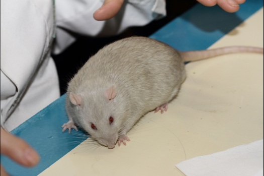 Dit zijn foto's gemaakt op de tweede N.K.V. Bokaal, gehouden op 1 december 2013. Er waren meer dan 250 knaagdieren ingeschreven. Bijzondere variaties zoals gerbil rex, gerbil schimmel, Syrische hamster wit met vleeskleurige oren en Degoes in de kleur Sandy.
