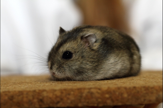 Dit zijn foto's gemaakt op de tweede N.K.V. Bokaal, gehouden op 1 december 2013. Er waren meer dan 250 knaagdieren ingeschreven. Bijzondere variaties zoals gerbil rex, gerbil schimmel, Syrische hamster wit met vleeskleurige oren en Degoes in de kleur Sandy.
