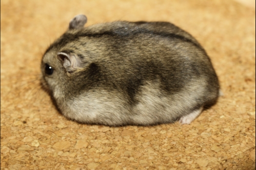 Dit zijn foto's gemaakt op de tweede N.K.V. Bokaal, gehouden op 1 december 2013. Er waren meer dan 250 knaagdieren ingeschreven. Bijzondere variaties zoals gerbil rex, gerbil schimmel, Syrische hamster wit met vleeskleurige oren en Degoes in de kleur Sandy.
