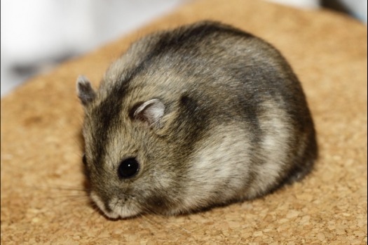 Dit zijn foto's gemaakt op de tweede N.K.V. Bokaal, gehouden op 1 december 2013. Er waren meer dan 250 knaagdieren ingeschreven. Bijzondere variaties zoals gerbil rex, gerbil schimmel, Syrische hamster wit met vleeskleurige oren en Degoes in de kleur Sandy.
