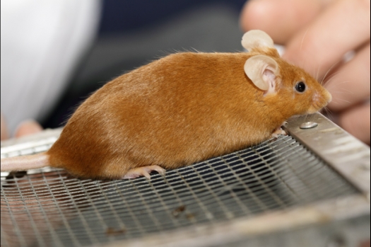 Dit zijn foto's gemaakt op de tweede N.K.V. Bokaal, gehouden op 1 december 2013. Er waren meer dan 250 knaagdieren ingeschreven. Bijzondere variaties zoals gerbil rex, gerbil schimmel, Syrische hamster wit met vleeskleurige oren en Degoes in de kleur Sandy.
