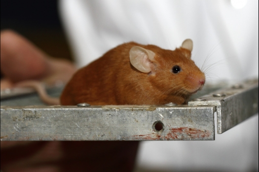 Dit zijn foto's gemaakt op de tweede N.K.V. Bokaal, gehouden op 1 december 2013. Er waren meer dan 250 knaagdieren ingeschreven. Bijzondere variaties zoals gerbil rex, gerbil schimmel, Syrische hamster wit met vleeskleurige oren en Degoes in de kleur Sandy.
