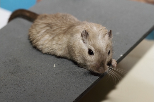 Dit zijn foto's gemaakt op de tweede N.K.V. Bokaal, gehouden op 1 december 2013. Er waren meer dan 250 knaagdieren ingeschreven. Bijzondere variaties zoals gerbil rex, gerbil schimmel, Syrische hamster wit met vleeskleurige oren en Degoes in de kleur Sandy.
