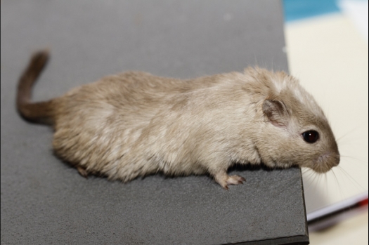 Dit zijn foto's gemaakt op de tweede N.K.V. Bokaal, gehouden op 1 december 2013. Er waren meer dan 250 knaagdieren ingeschreven. Bijzondere variaties zoals gerbil rex, gerbil schimmel, Syrische hamster wit met vleeskleurige oren en Degoes in de kleur Sandy.
