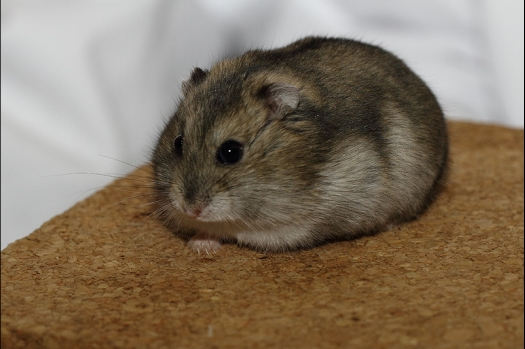 Dit zijn foto's gemaakt op de tweede N.K.V. Bokaal, gehouden op 1 december 2013. Er waren meer dan 250 knaagdieren ingeschreven. Bijzondere variaties zoals gerbil rex, gerbil schimmel, Syrische hamster wit met vleeskleurige oren en Degoes in de kleur Sandy.
