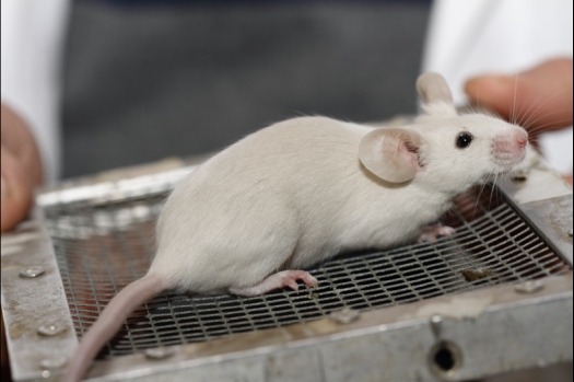 Dit zijn foto's gemaakt op de tweede N.K.V. Bokaal, gehouden op 1 december 2013. Er waren meer dan 250 knaagdieren ingeschreven. Bijzondere variaties zoals gerbil rex, gerbil schimmel, Syrische hamster wit met vleeskleurige oren en Degoes in de kleur Sandy.
