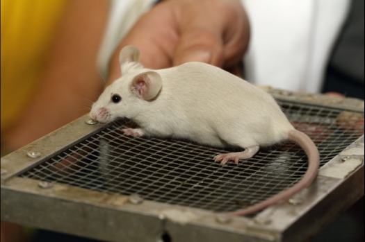 Dit zijn foto's gemaakt op de tweede N.K.V. Bokaal, gehouden op 1 december 2013. Er waren meer dan 250 knaagdieren ingeschreven. Bijzondere variaties zoals gerbil rex, gerbil schimmel, Syrische hamster wit met vleeskleurige oren en Degoes in de kleur Sandy.
