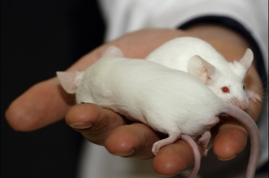 Dit zijn foto's gemaakt op de tweede N.K.V. Bokaal, gehouden op 1 december 2013. Er waren meer dan 250 knaagdieren ingeschreven. Bijzondere variaties zoals gerbil rex, gerbil schimmel, Syrische hamster wit met vleeskleurige oren en Degoes in de kleur Sandy.
