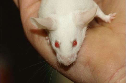 Dit zijn foto's gemaakt op de tweede N.K.V. Bokaal, gehouden op 1 december 2013. Er waren meer dan 250 knaagdieren ingeschreven. Bijzondere variaties zoals gerbil rex, gerbil schimmel, Syrische hamster wit met vleeskleurige oren en Degoes in de kleur Sandy.
