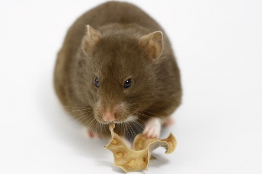 Dit zijn foto's gemaakt op de tweede N.K.V. Bokaal, gehouden op 1 december 2013. Er waren meer dan 250 knaagdieren ingeschreven. Bijzondere variaties zoals gerbil rex, gerbil schimmel, Syrische hamster wit met vleeskleurige oren en Degoes in de kleur Sandy.
